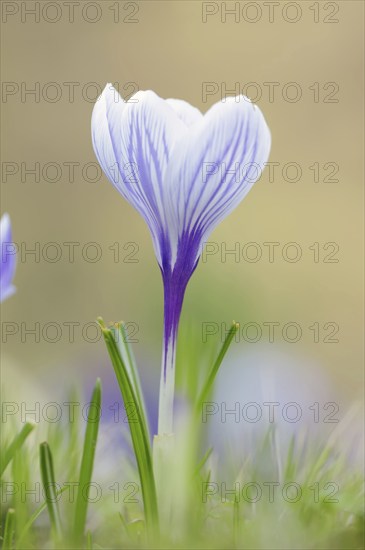 Flowering crocus (Crocus spec.) in spring, North Rhine-Westphalia, Germany, Europe