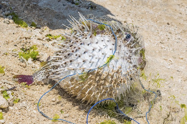 Pufferfish (Tetradontidae) on the beach, fish, food, travel, long-distance, single, catch, fishing,