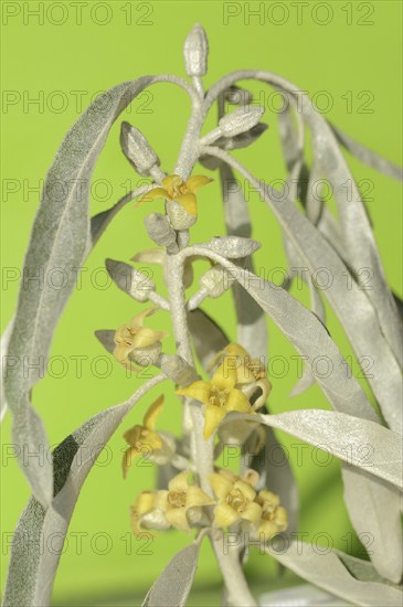 Narrow-leaved willow (Elaeagnus angustifolia), flowers and leaves, Provence, southern France