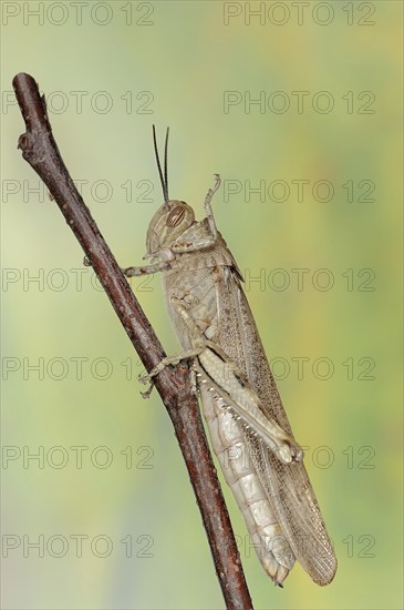 Egyptian locust (Anacridium aegyptium), Camargue, Provence, southern France