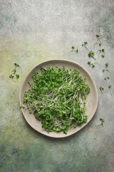 Fresh micro-greenery, on a plate, top view, no people