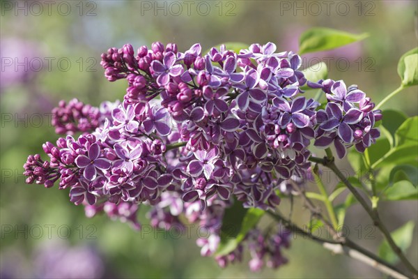 Blooming lilac in the botanical garden in spring