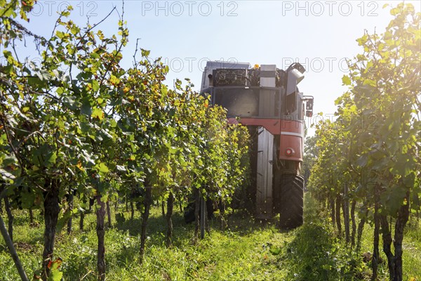 Harvest of Sankt Laurent red wine grapes in the Palatinate