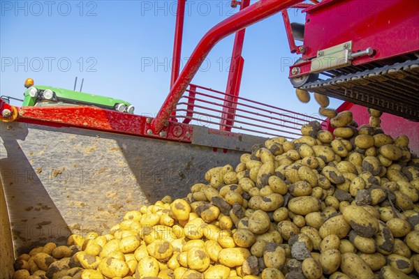 Farmer Hartmut Magin from Mutterstadt harvesting early potatoes in the Palatinate (Mutterstadt,