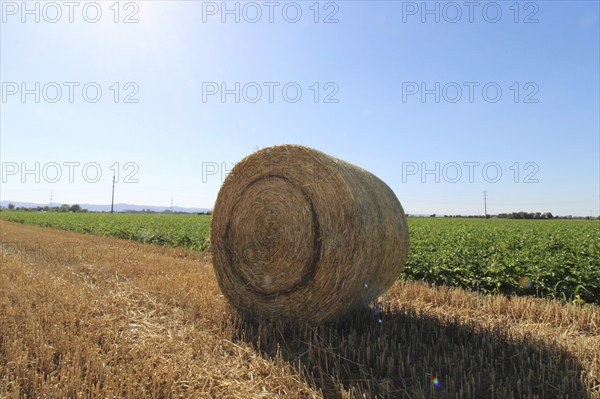 Straw pressed into round bales on a harvested wheat field in the evening sun (Mutterstadt,