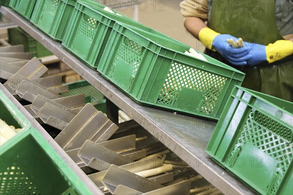 Agriculture asparagus washing and sorting with washing machine and sorting machine on a farm in