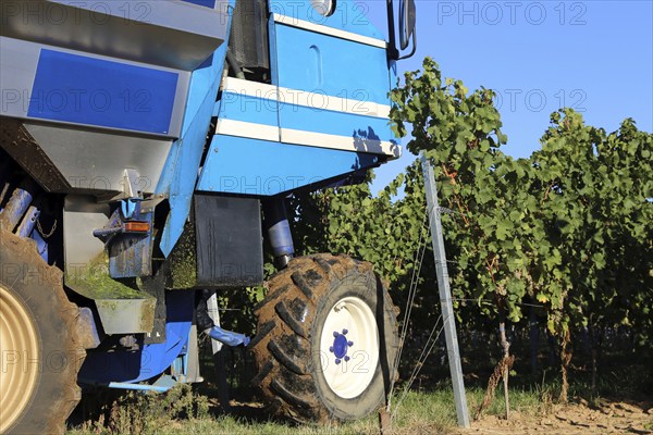 Grape grape harvest with full harvester in the district of Bad Dürkheim, Rhineland-Palatinate