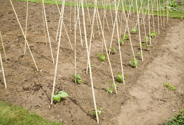 Runner bean plants and supporting canes allotment garden, Shottisham, Suffolk, England, United