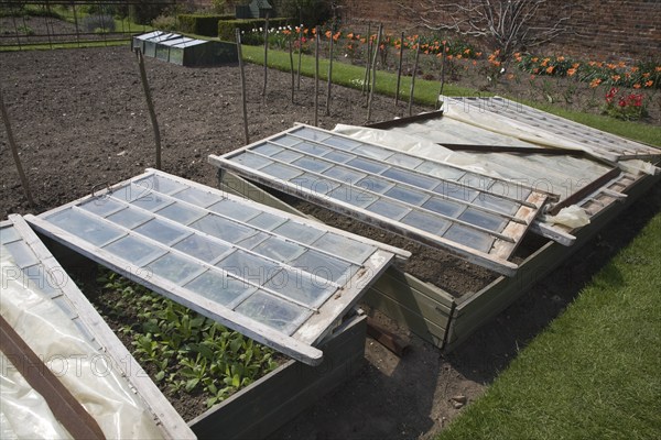 Plants being grown in glass cold frame