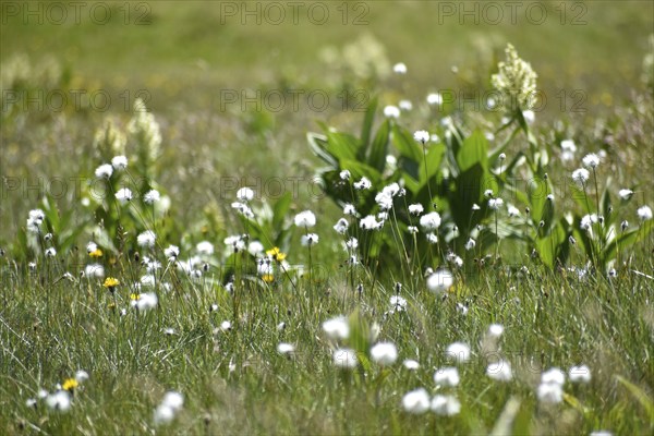 Cotton grass (Eriophorum) and white brome (Veratrum album) on the plateau of the Etrachböden,