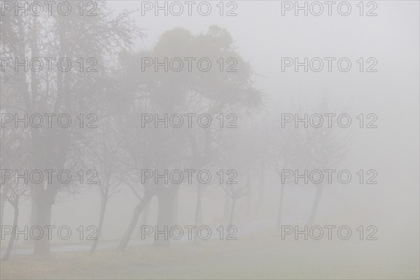 Foggy field path near Rathewalde in Saxon Switzerland, Rathewalde, Saxony, Germany, Europe