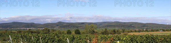 Panorama from the Haardtrand with a view of the Palatinate Forest