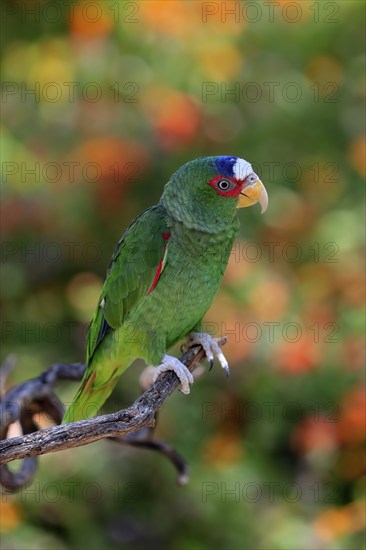 White-fronted amazon (Amazona albifrons), adult, in perch, Sonora Desert, Arizona, North America,