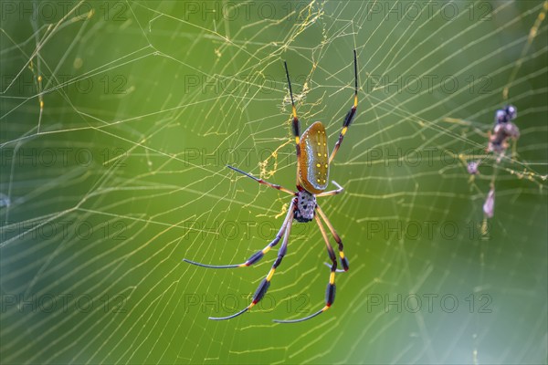 Golden silk spider (Trichonephila clavipes) in a spider web, El Arenal, Alajuela province, Costa