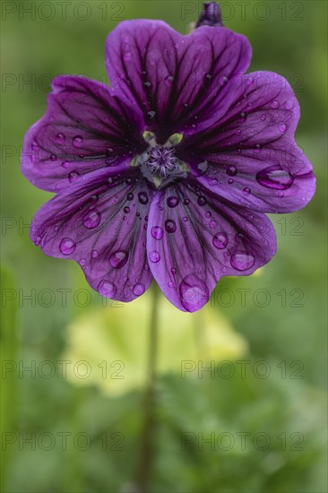 Mallow (Malva moschata), Emsland, Lower Saxony, Germany, Europe