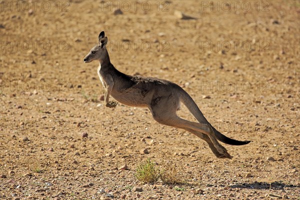 Red kangaroo (Macropus rufus), adult female jumping, Sturt National Park, New South Wales,