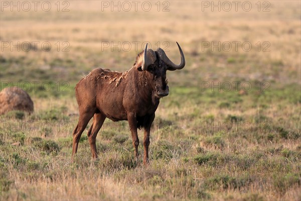 White-tailed wildebeest (Connochaetes gnou), adult, alert, Mountain Zebra National Park, Eastern