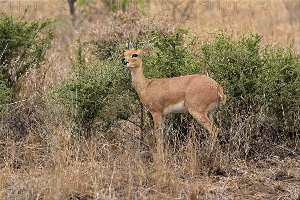 Steenbok (Raphicerus campestris), adult, male, feeding, vigilant, dwarf antelope, Kruger National