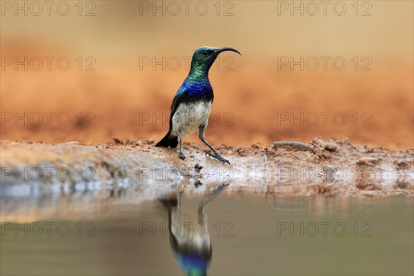 White-bellied Sunbird (Cinnyris talatala), adult, male, at the water, Kruger National Park, Kruger