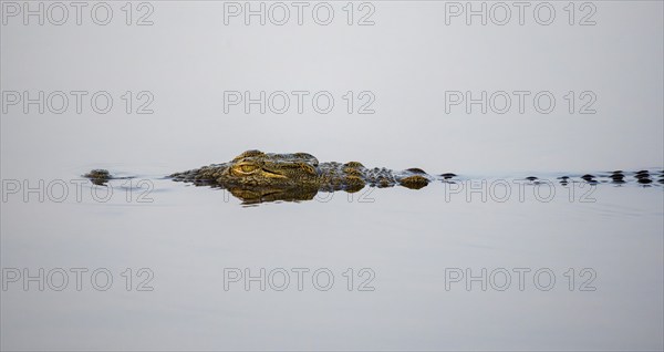 Nile crocodile (Crocodylus niloticus) in the water with reflection, Sunset Dam, Kruger National