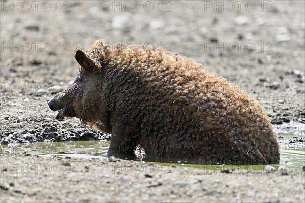 Woolly pig or Mangalica pig in the wallow, Hungary, Europe