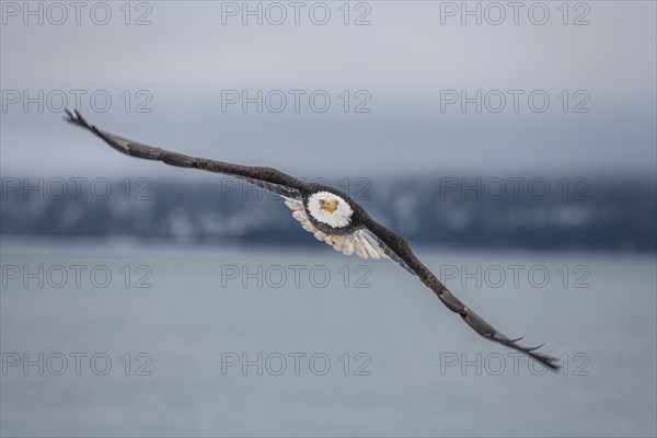 Bald eagle, Haliaeetus leucocephalus, flying, adult, winter, Homer, Alaska, USA, North America