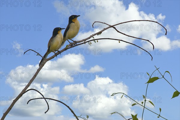 Couple of Black capped Donacobius, Donacobius atricapilla, Amazon Basin, Brazil, South America