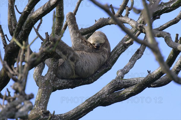 Brown throated Three toed Sloth, Bradypus variegatus, in a tree, Amazon basin, Brazil, South