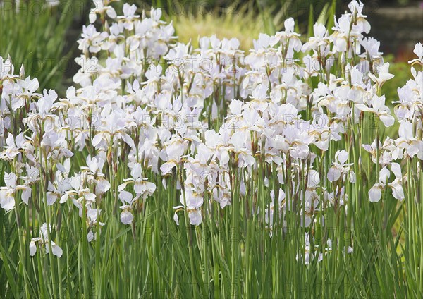 Siberian iris (Iris sibirica), flowers, North Rhine-Westphalia, Germany, Europe