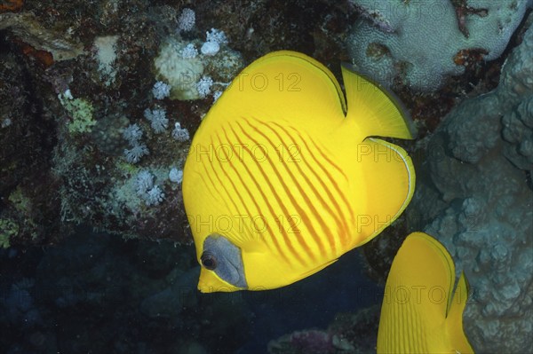 Bluecheek butterflyfish (Chaetodon semilarvatus), dive site Marsa Shona Reef, Egypt, Red Sea,