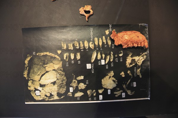 Addis Ababa, in the Ethnological Museum, illustration of Luci, Lucy refers to the partial skeleton