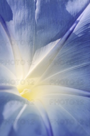 Three-colored morning glory (Ipomoea tricolor), detail of the flower, native to Mexico, ornamental