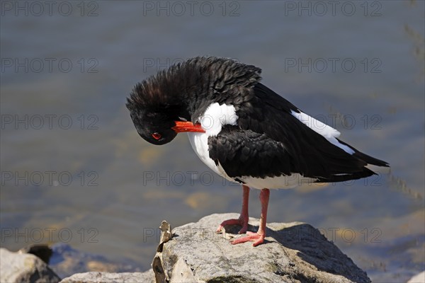 Oystercatcher (Haematopus ostralegus) standing on a stone and preening its feathers, plumage care,