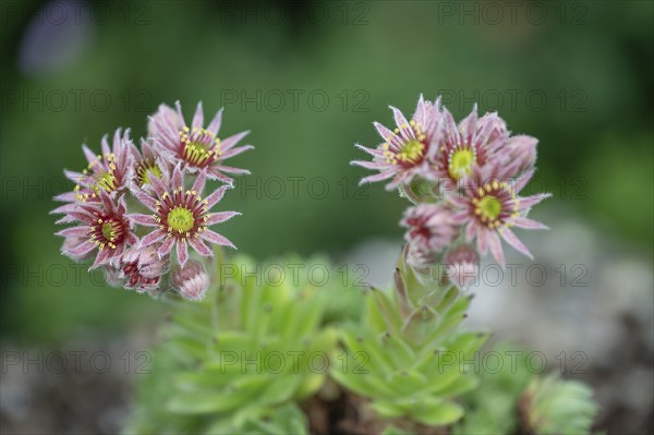 Flowering common houseleek (Sempervivum tectorum), Bavaria, Germany, Europe