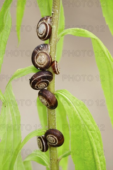 Small snails in the garden, July, Germany, Europe