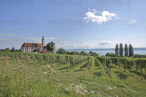 Baroque basilica with vineyards, landscape, nature, view of lake, view, pilgrimage church, Birnau,