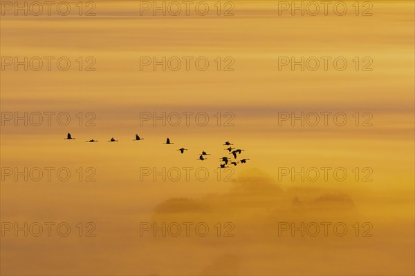 Scenics view at a flock of Cranes (grus grus) flying in mist at sunrise
