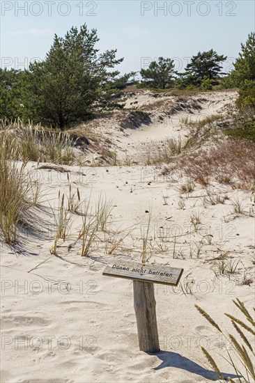 Trees, dunes, no trespassing sign, circular hiking trail, nature reserve, Darßer Ort, Born a. Darß,