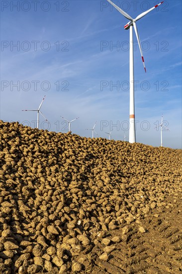 Agriculture, sugar beets are stacked at the edge of the field after harvesting, beet pile,