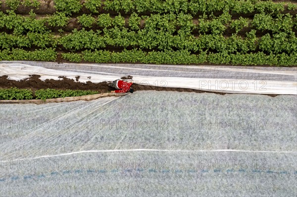 Potato field, fleece cover is removed, the fleece is intended to protect against weather