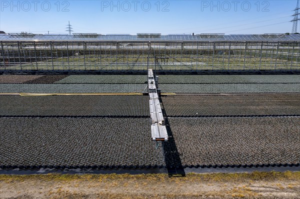 Horticultural business, irrigation with a sprinkler system, mobile on wheels in the open air,