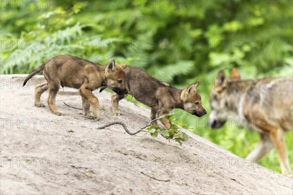 Two wolf pups on a sandy hill while the mother watches in the background, European grey gray wolf
