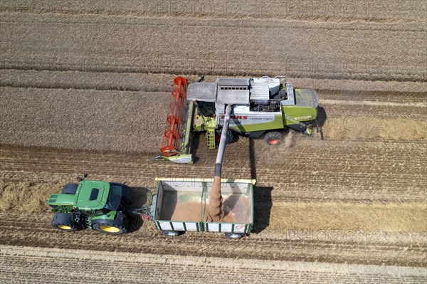 Agriculture, grain harvest, wheat, combine harvester harvesting in a wheat field, grain tank being