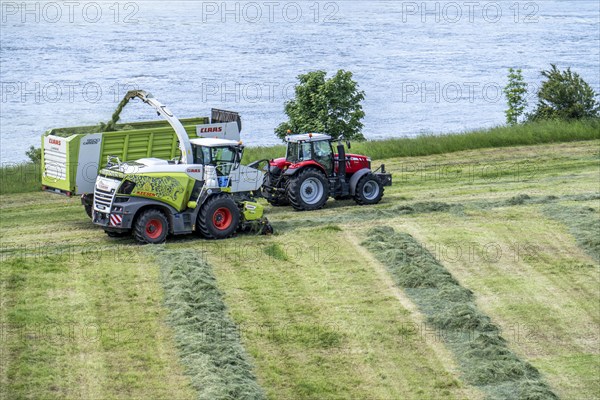 Hay harvest, on a Rhine meadow near Duisburg-Beeckerwerth, a forage harvester picks up the cut