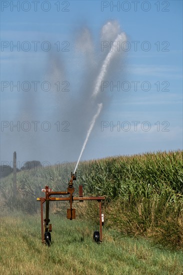 A field is artificially irrigated, water is sprayed onto the field via a sprinkler system, maize