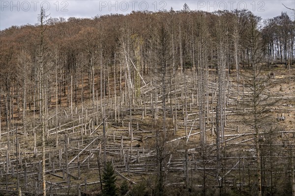 Dead spruce trees, broken by wind, lying in disarray, forest dieback in the Arnsberg Forest nature