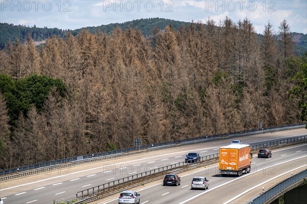 Forest dieback in the Bergisches Land, on the A4 motorway, near Engelskirchen, over 70 percent of