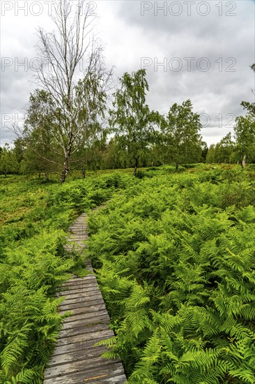 Bohlenweg, in the Struffelt nature reserve, near Roetgen-Rott, part of the Eifelsteig long-distance