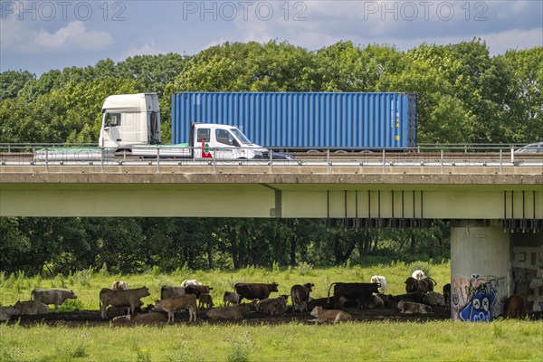 Container lorry on the A40 motorway, bridge over the Ruhr and Styrumer Ruhrauen, herd of cattle,