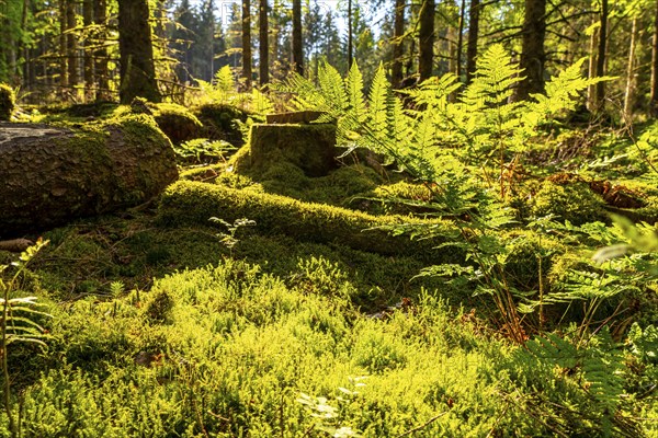 Forest, Sauerland landscape, mosses and ferns, Rothaargebirge, north-west, above the town of Bad